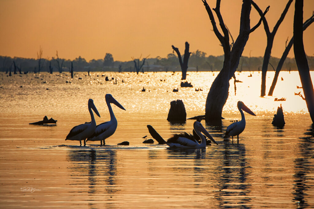 Pelicans on Lake Mulwala web